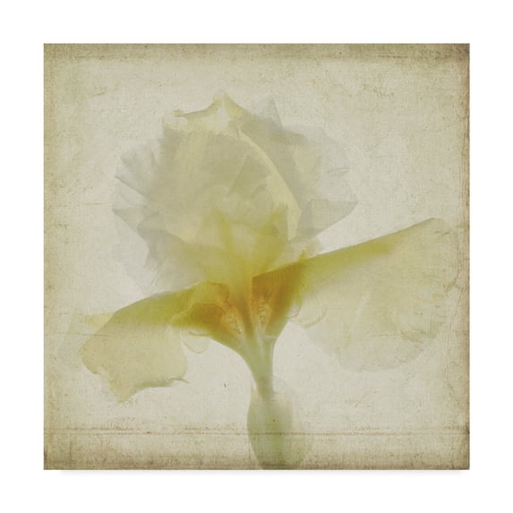 Trademark Fine Art 'Parchment Flowers IX' Canvas Art by Judy Stalus