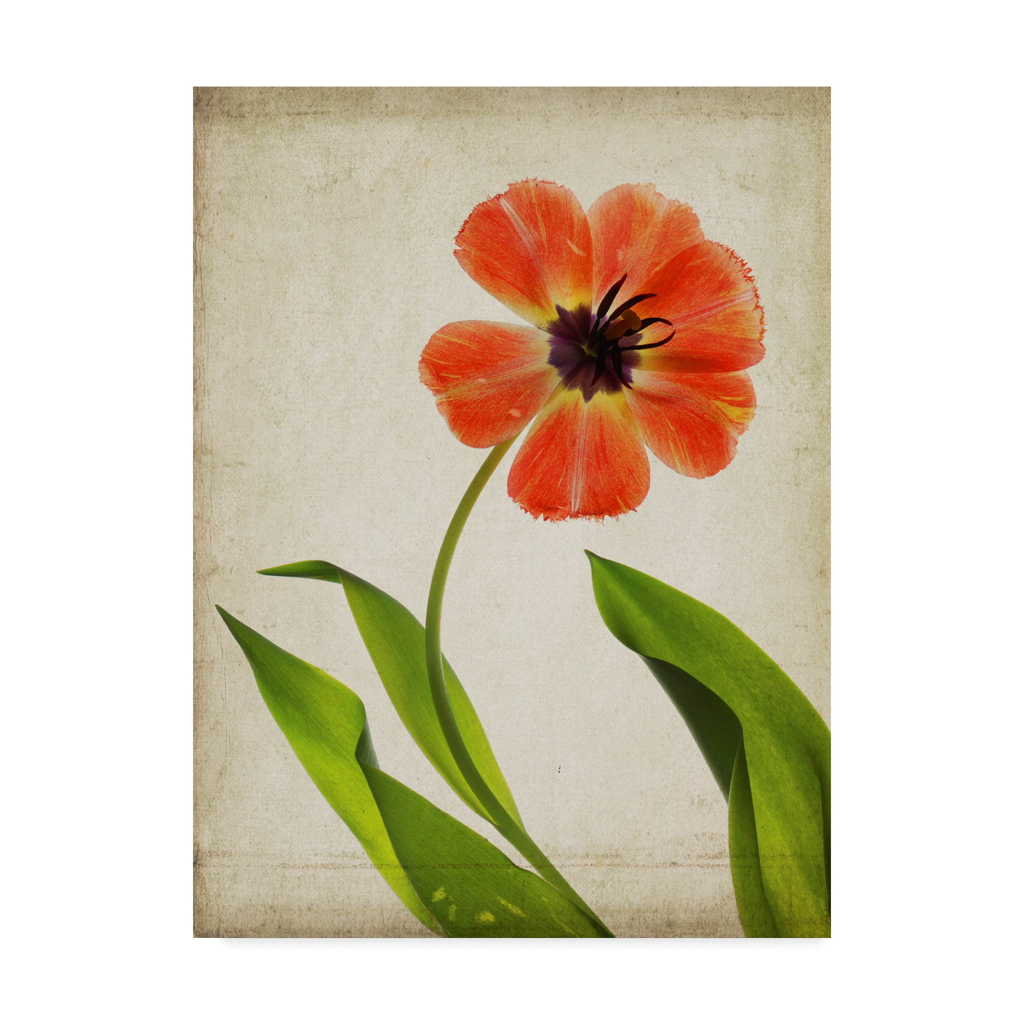 Trademark Fine Art 'Parchment Flowers V' Canvas Art by Judy Stalus