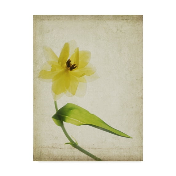 Trademark Fine Art 'Parchment Flowers VII' Canvas Art by Judy Stalus