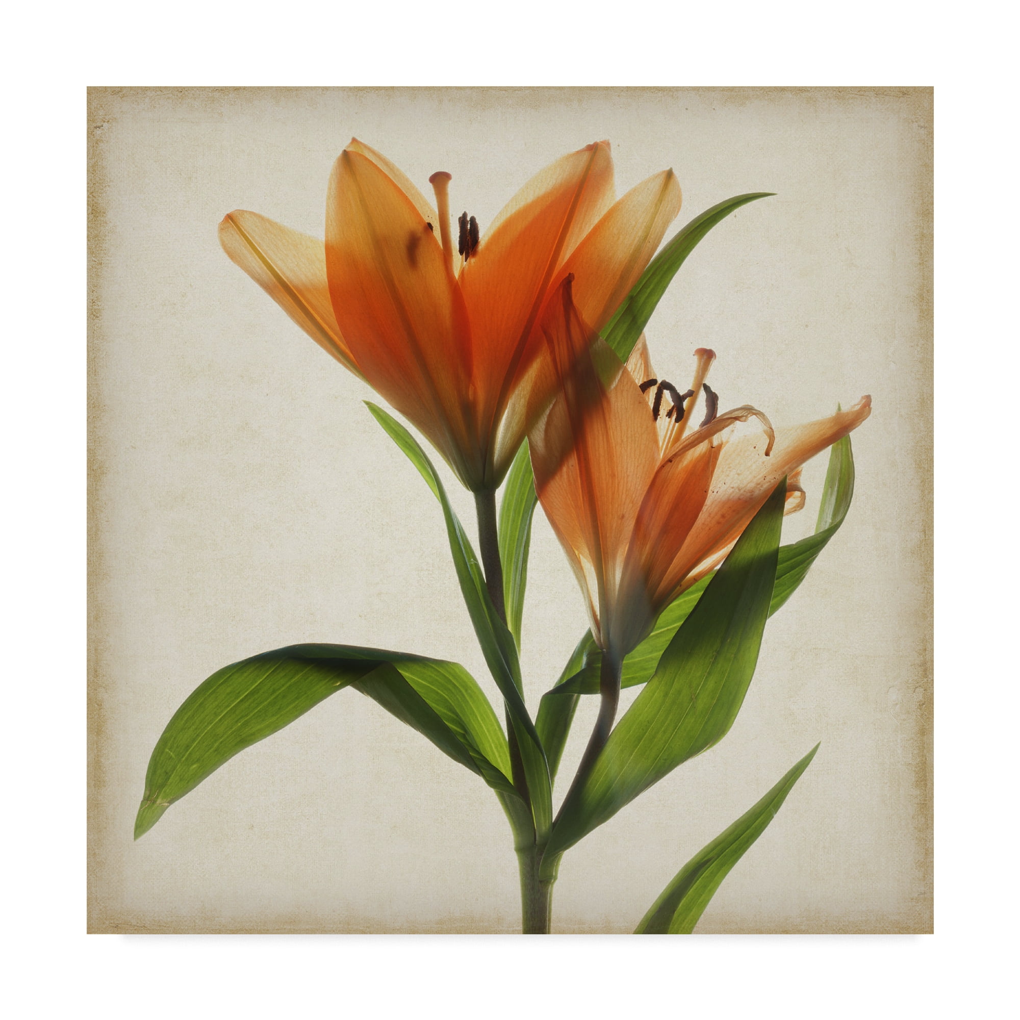Trademark Fine Art 'Parchment Flowers X' Canvas Art by Judy Stalus