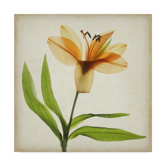 Trademark Fine Art 'Parchment Flowers XI' Canvas Art by Judy Stalus