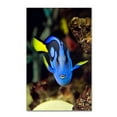 thumbnail image 1 of Trademark Fine Art "Parrot Fish" Canvas Art by Kurt Shaffer, 1 of 4