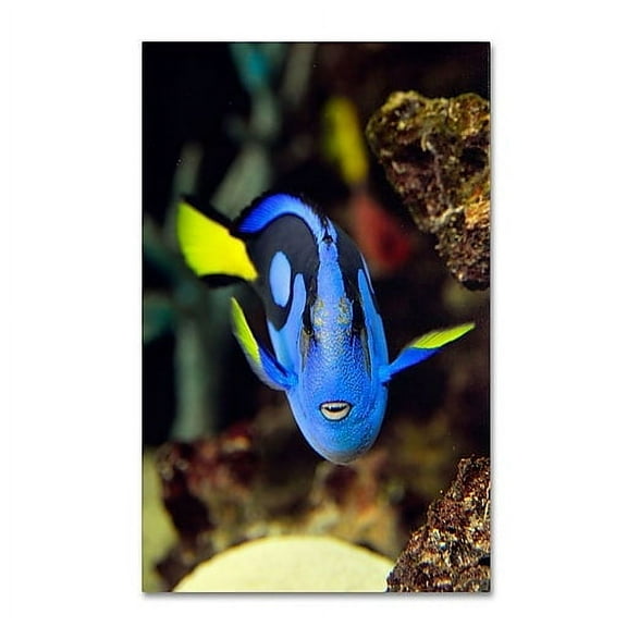 Trademark Fine Art "Parrot Fish" Canvas Art by Kurt Shaffer