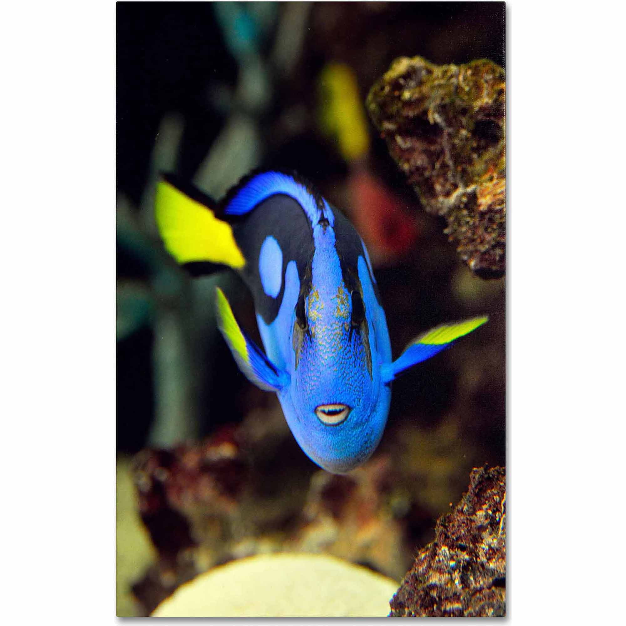 Trademark Fine Art "Parrot Fish" Canvas Art by Kurt Shaffer