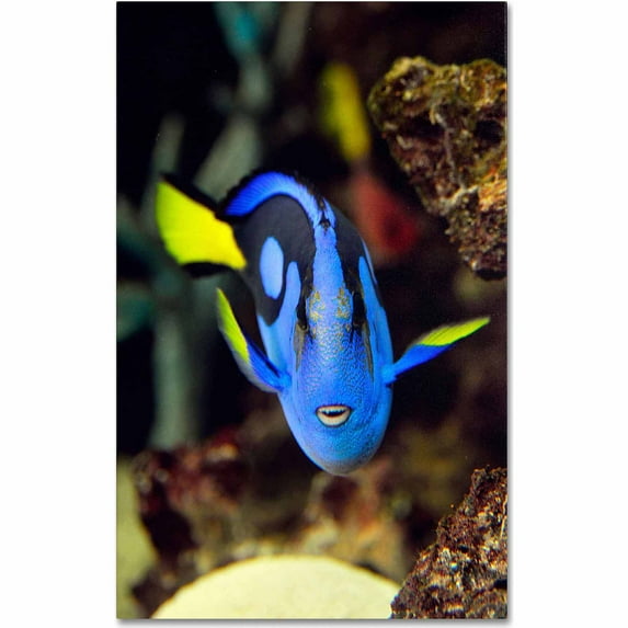 Trademark Fine Art "Parrot Fish" Canvas Art by Kurt Shaffer