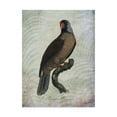 thumbnail image 1 of Trademark Fine Art 'Parrot Jungle I' Canvas Art by John Butler, 1 of 4