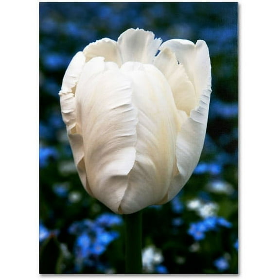 Trademark Fine Art "Parrot Tulip" Canvas Art by Kurt Shaffer