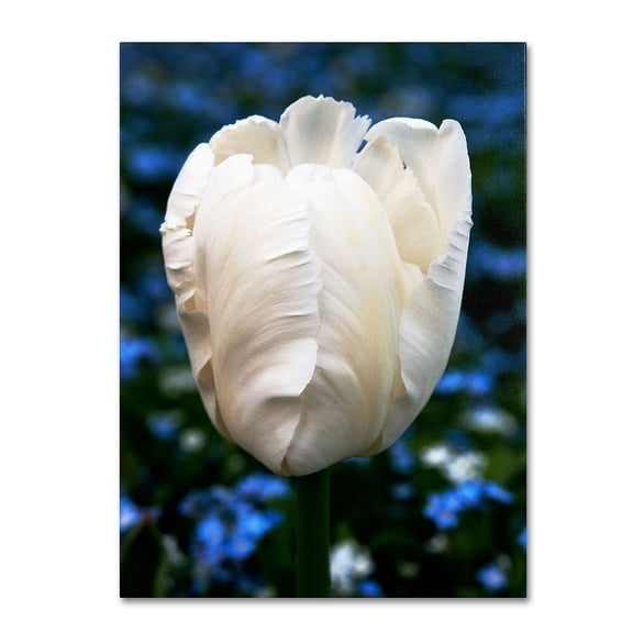 Trademark Fine Art "Parrot Tulip" Canvas Art by Kurt Shaffer