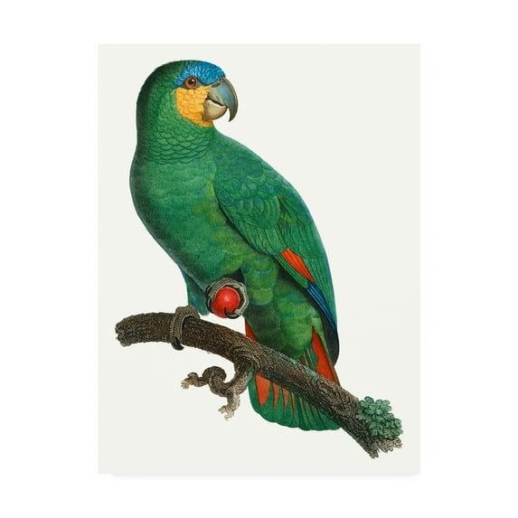 Trademark Fine Art 'Parrot of the Tropics I' Canvas Art by Barraband