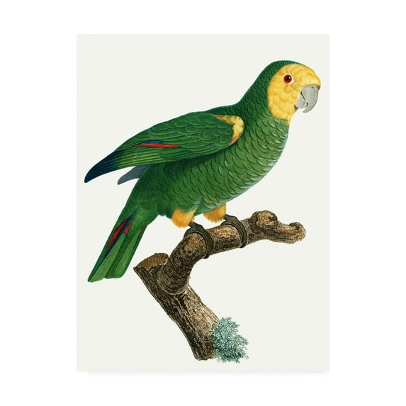 Trademark Fine Art 'Parrot of the Tropics IV' Canvas Art by Barraband