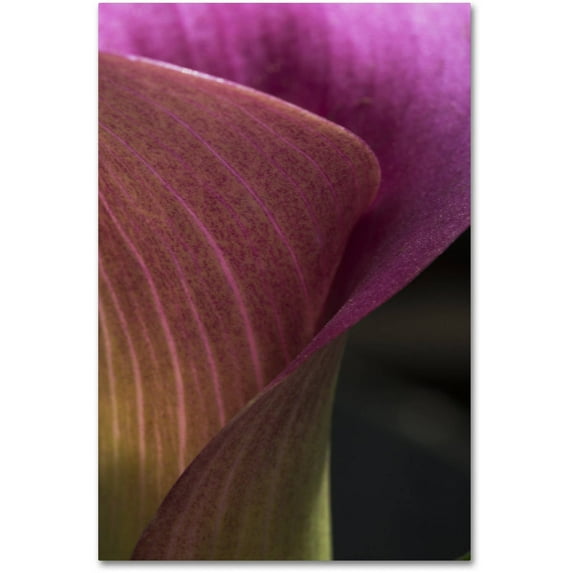 Trademark Fine Art "Part of a Calla Lily" Canvas Art by Kurt Shaffer