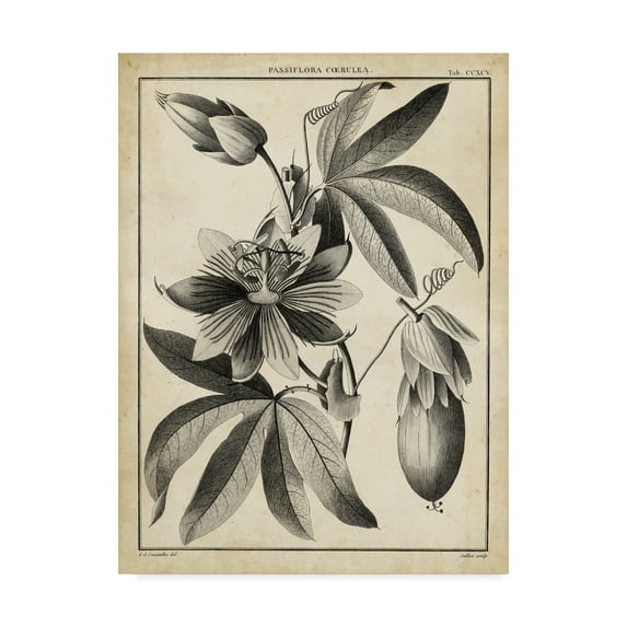 Trademark Fine Art 'Passiflora III' Canvas Art by Sellier