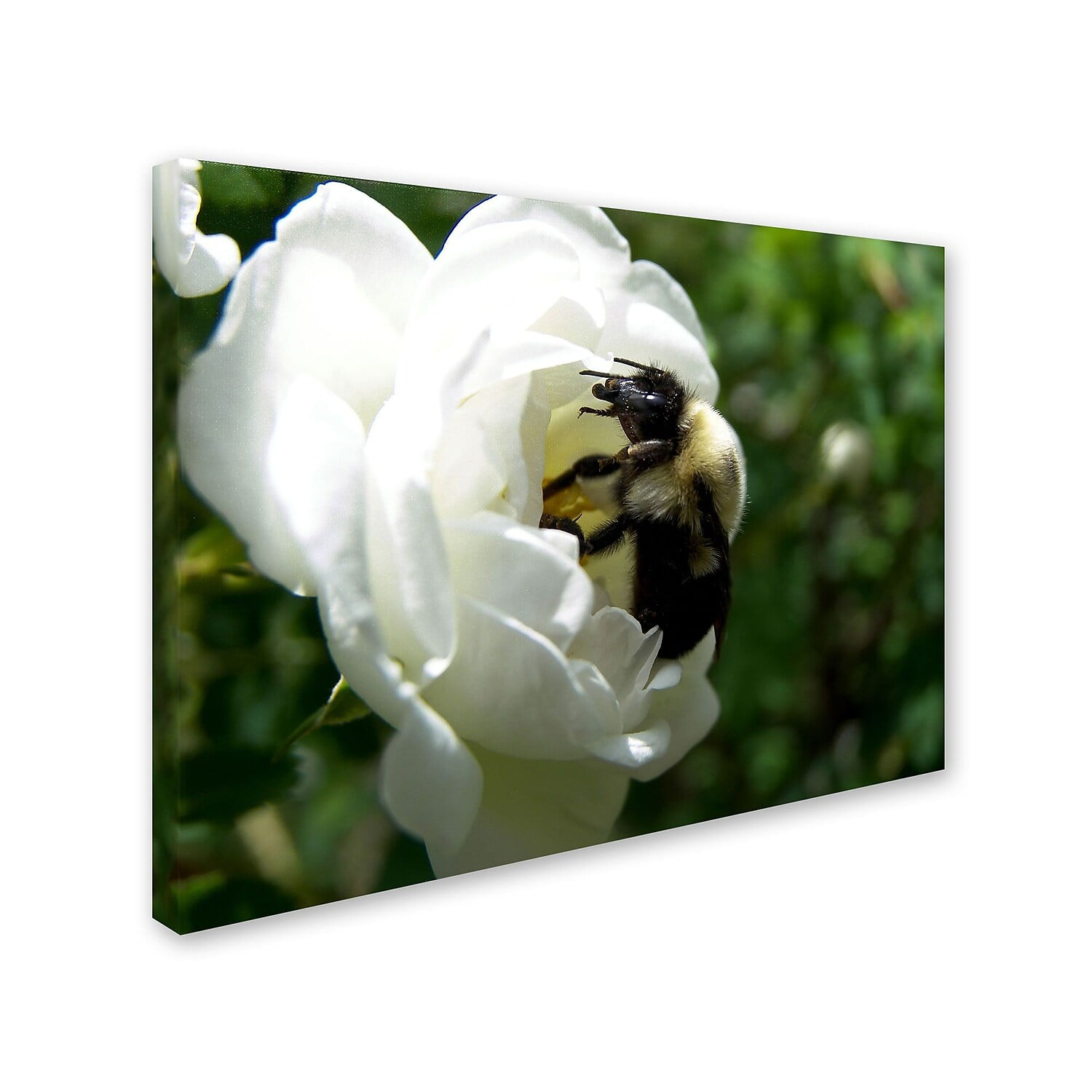 Trademark Fine Art "Passionate Desire" Canvas Art by Monica Fleet