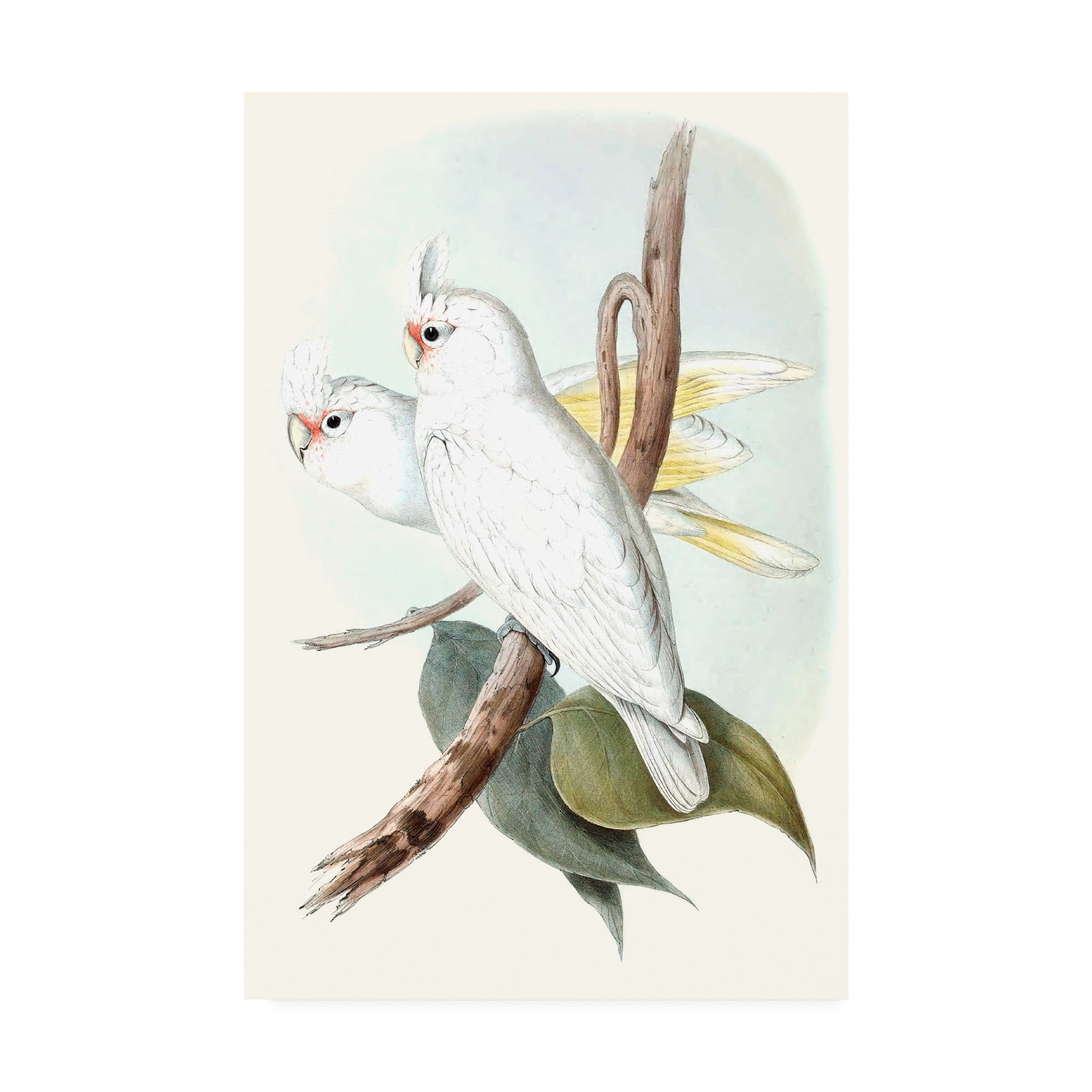 Trademark Fine Art 'Pastel Parrots II' Canvas Art by John Gould