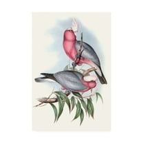 Trademark Fine Art 'Pastel Parrots III' Canvas Art by John Gould
