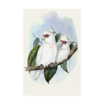 Trademark Fine Art 'Pastel Parrots IV' Canvas Art by John Gould