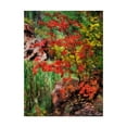 thumbnail image 1 of Trademark Fine Art 'Peaceful Woods I' Canvas Art by David Drost, 1 of 4