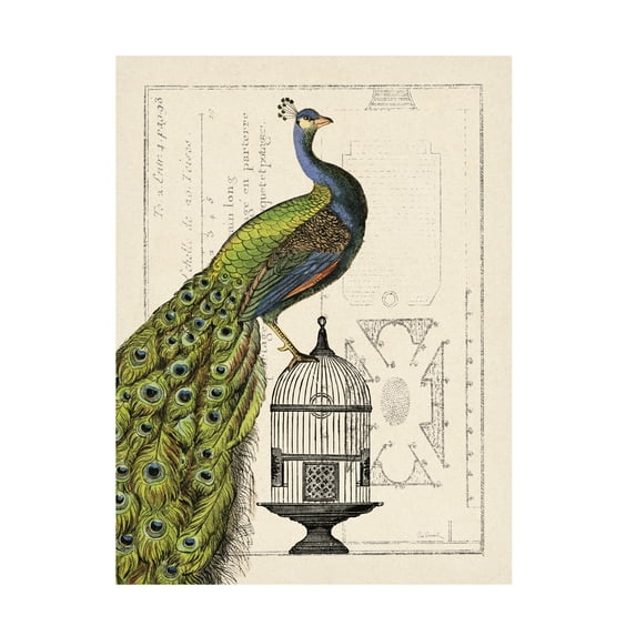 Trademark Fine Art 'Peacock Birdcage I' Canvas Art by Sue Schlabach