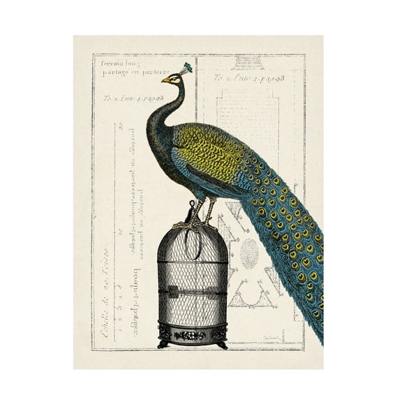 Trademark Fine Art 'Peacock Birdcage II' Canvas Art by Sue Schlabach