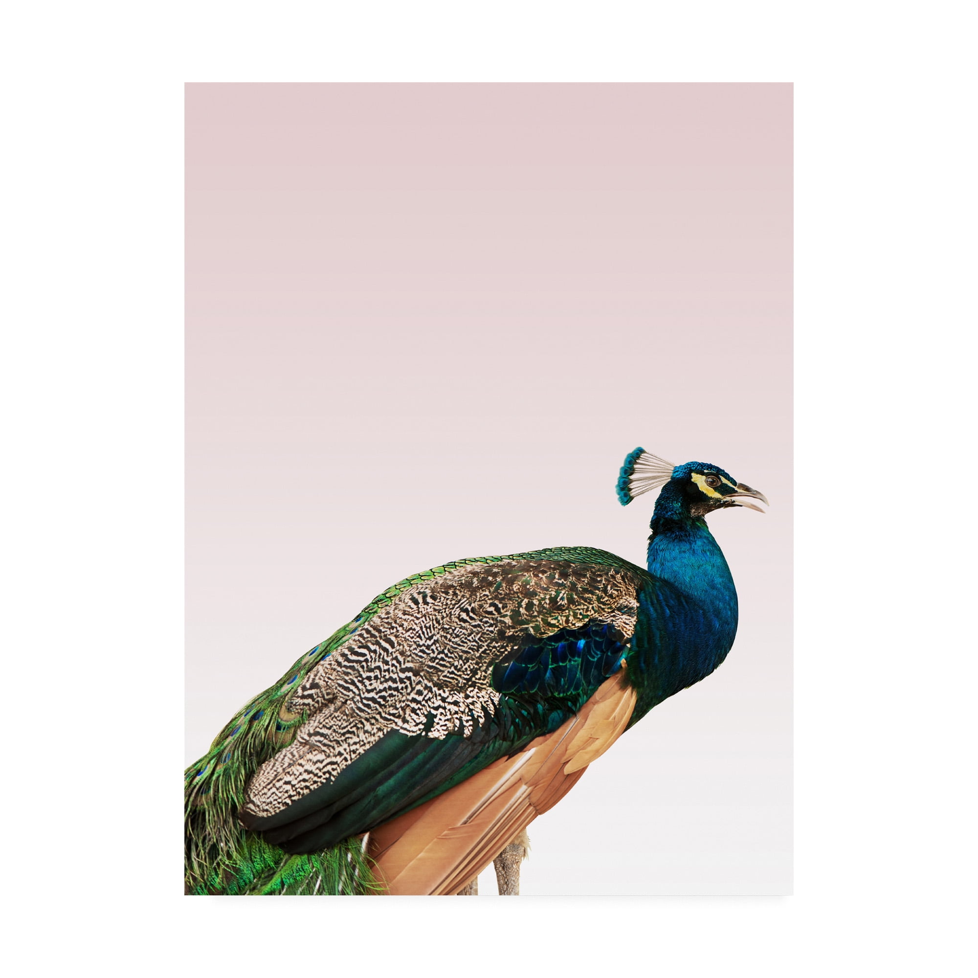 Trademark Fine Art 'Peacock on Pink Fabrikken' Canvas Art by Design Fabrikken
