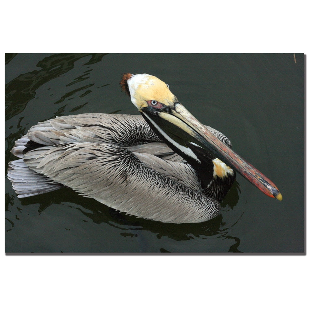 Trademark Fine Art "Pelican Beauty" Canvas Art by Patty Tuggle