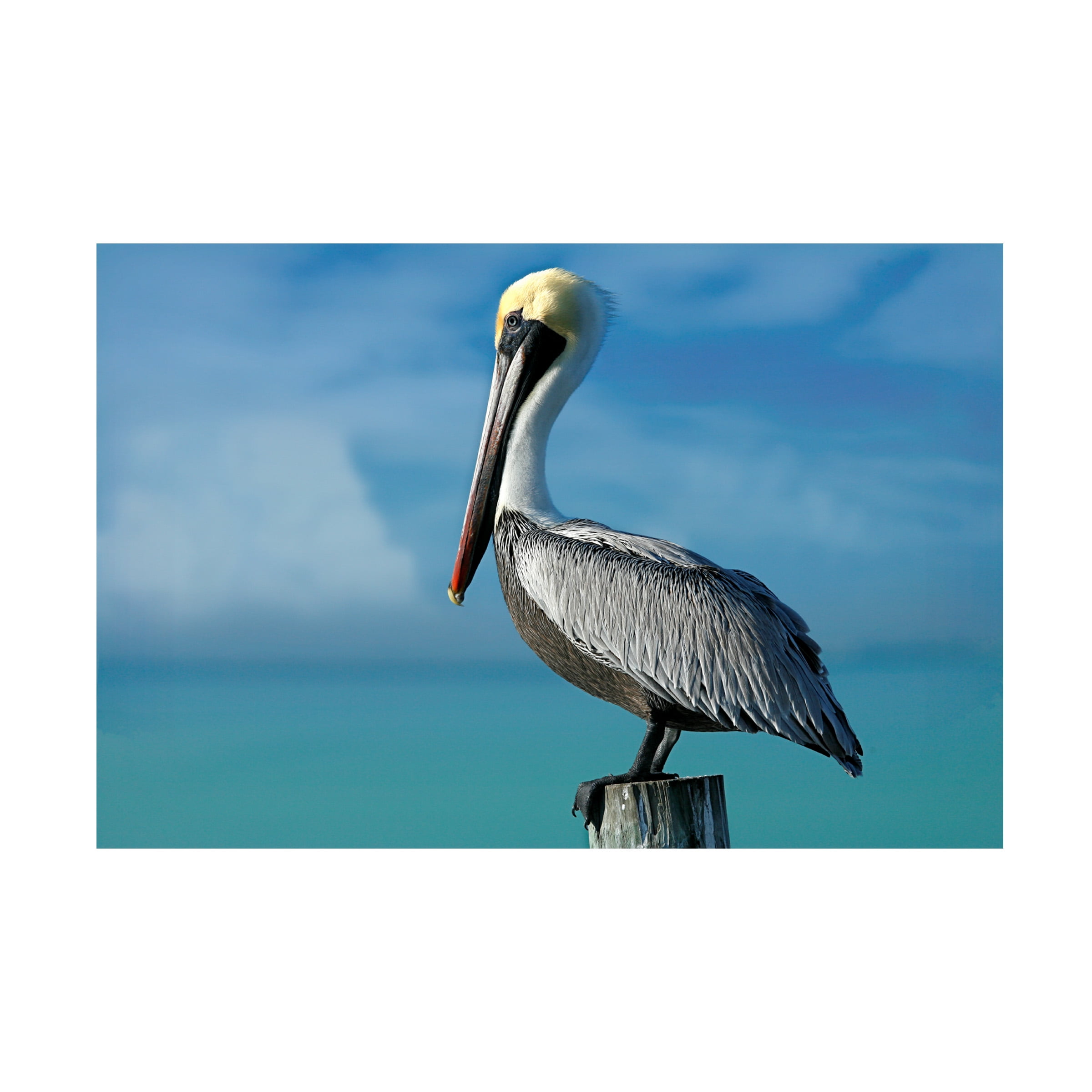 Trademark Fine Art 'Pelican' Canvas Art by Mike Jones Photo