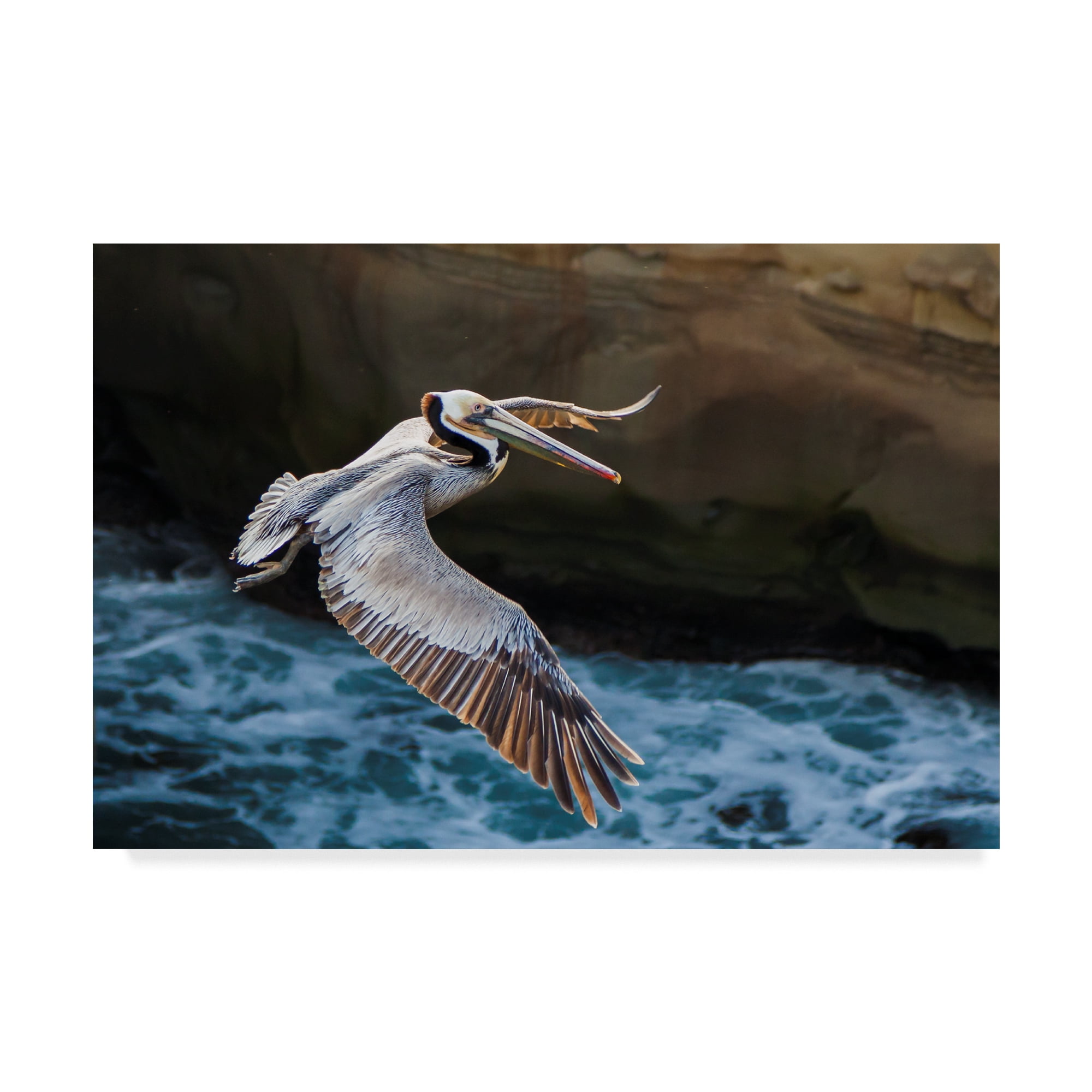 Trademark Fine Art 'Pelican Flight' Canvas Art by Chris Moyer