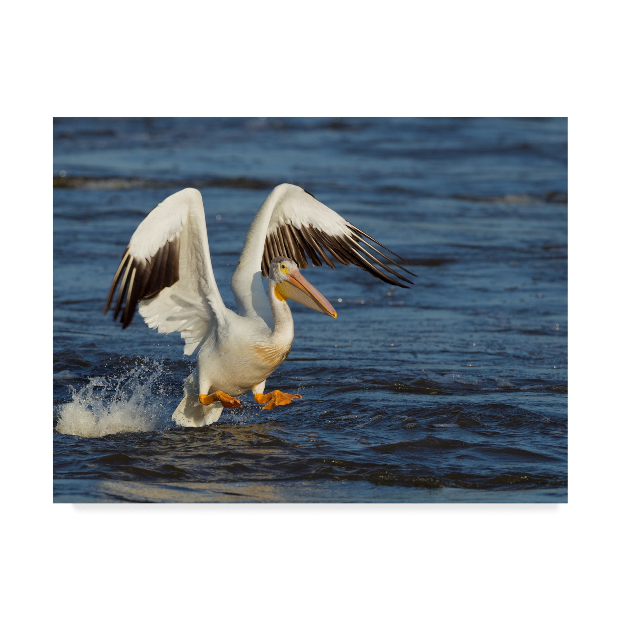Trademark Fine Art 'Pelican Flying' Canvas Art by Galloimages Online