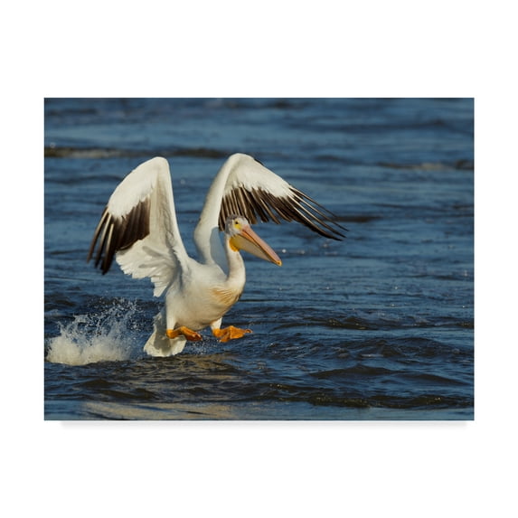 Trademark Fine Art 'Pelican Flying' Canvas Art by Galloimages Online