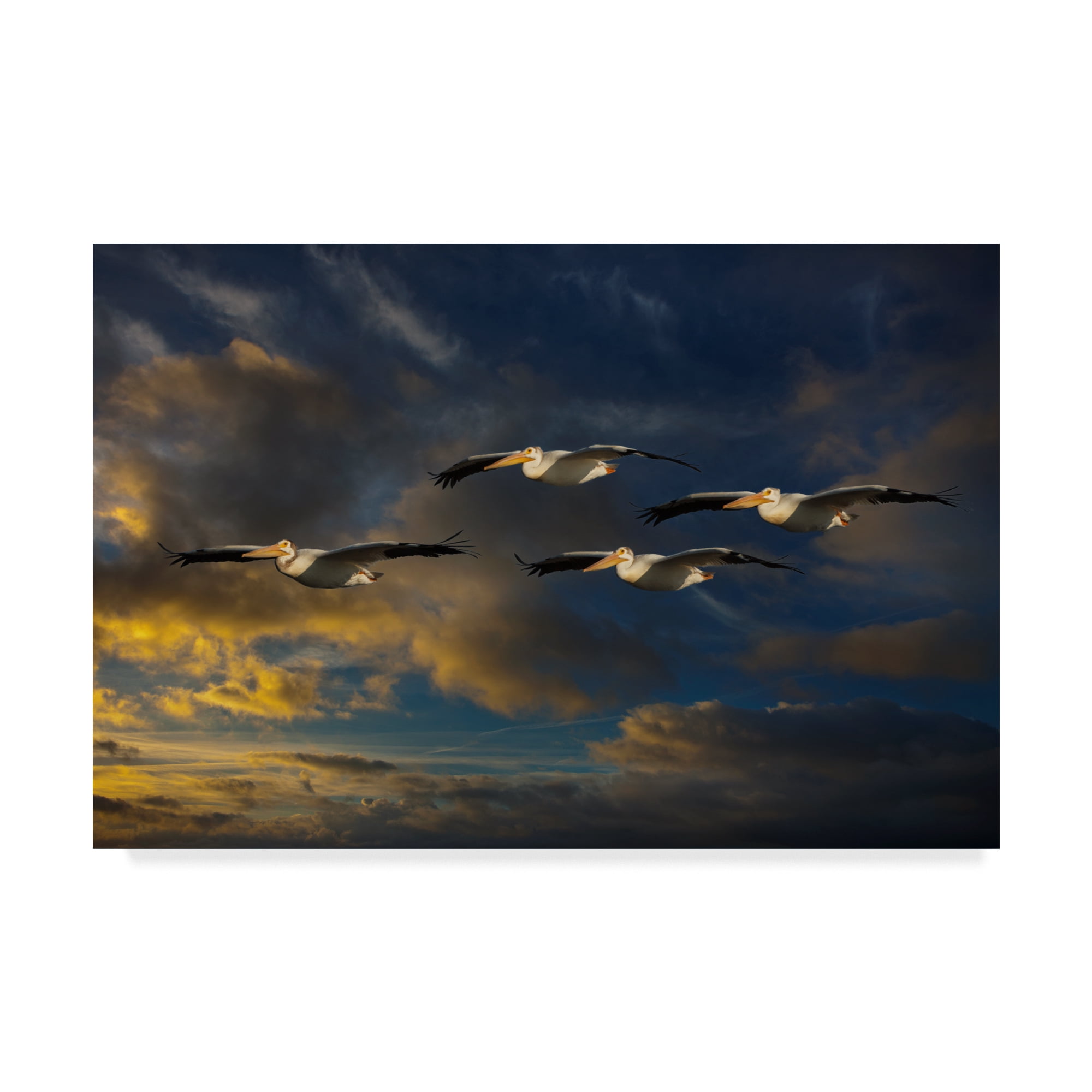 Trademark Fine Art 'Pelican Foursome' Canvas Art by Galloimages Online