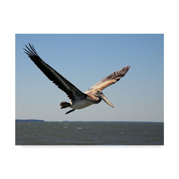 Trademark Fine Art 'Pelican Over Water' Canvas Art by J.D. Mcfarlan