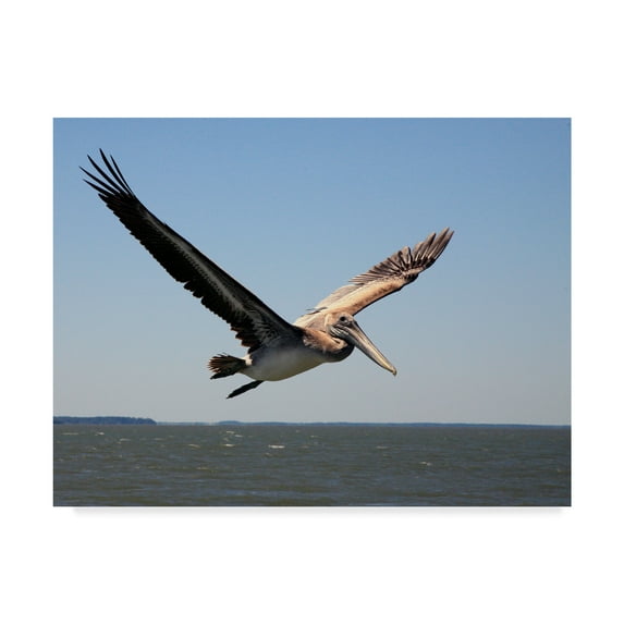 Trademark Fine Art 'Pelican Over Water' Canvas Art by J.D. Mcfarlan