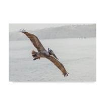 Trademark Fine Art 'Pelican Spread' Canvas Art by Chris Moyer