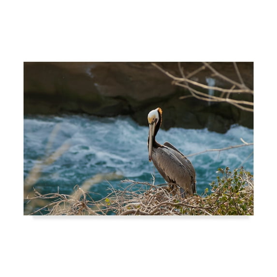 Trademark Fine Art 'Pelican Stare' Canvas Art by Chris Moyer