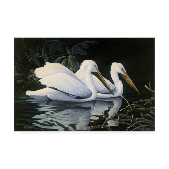 Trademark Fine Art 'Pelicans Swimming' Canvas Art by Michael Budden