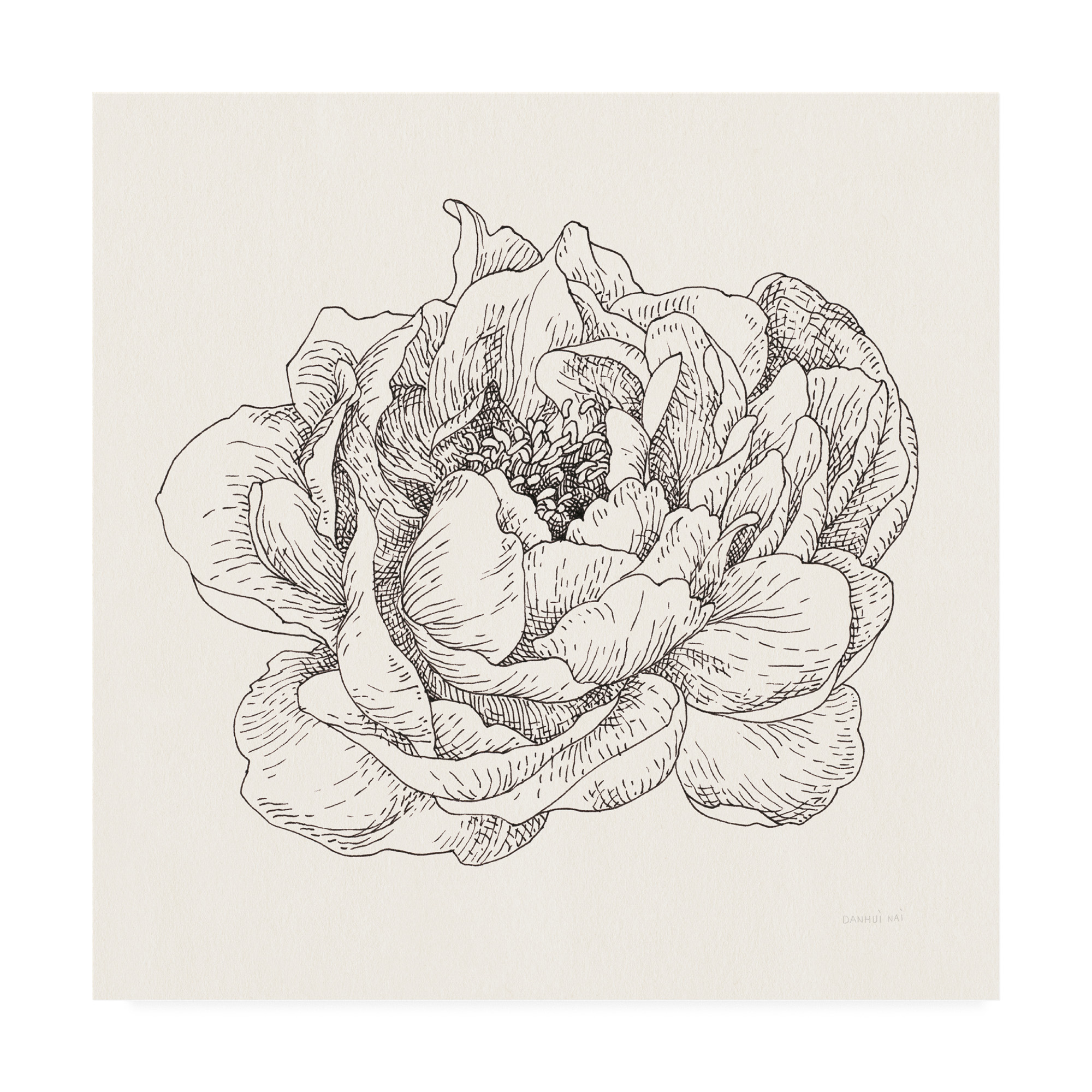 Trademark Fine Art 'Pen and Ink Florals V' Canvas Art by Danhui Nai
