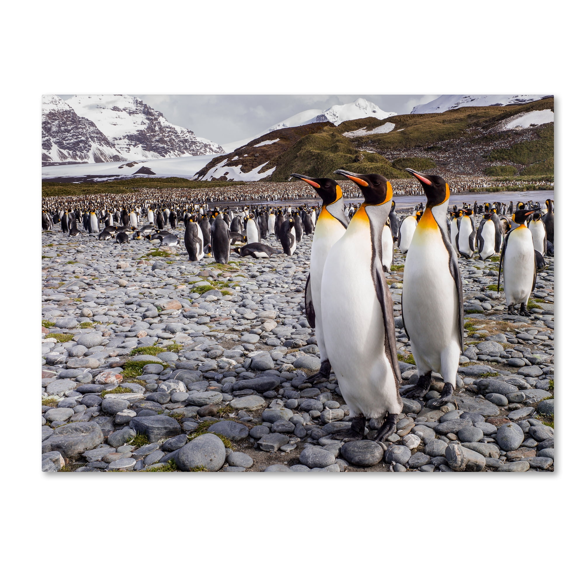 Trademark Fine Art 'Penguins Of Salisbury Plain' Canvas Art by Karen Lunney