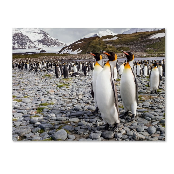 Trademark Fine Art 'Penguins Of Salisbury Plain' Canvas Art by Karen Lunney