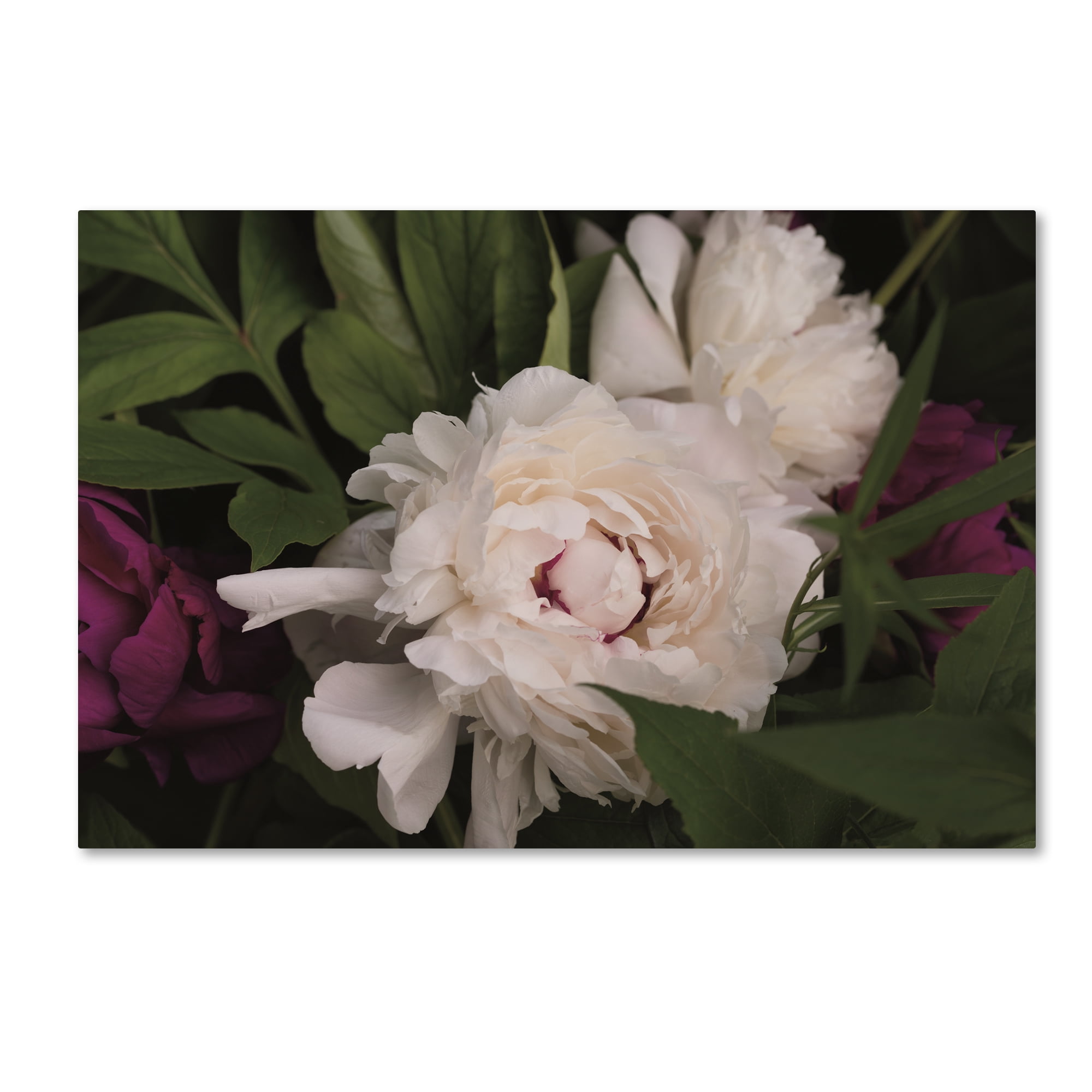 Trademark Fine Art 'Peonies I' Canvas Art by Brookview Studio
