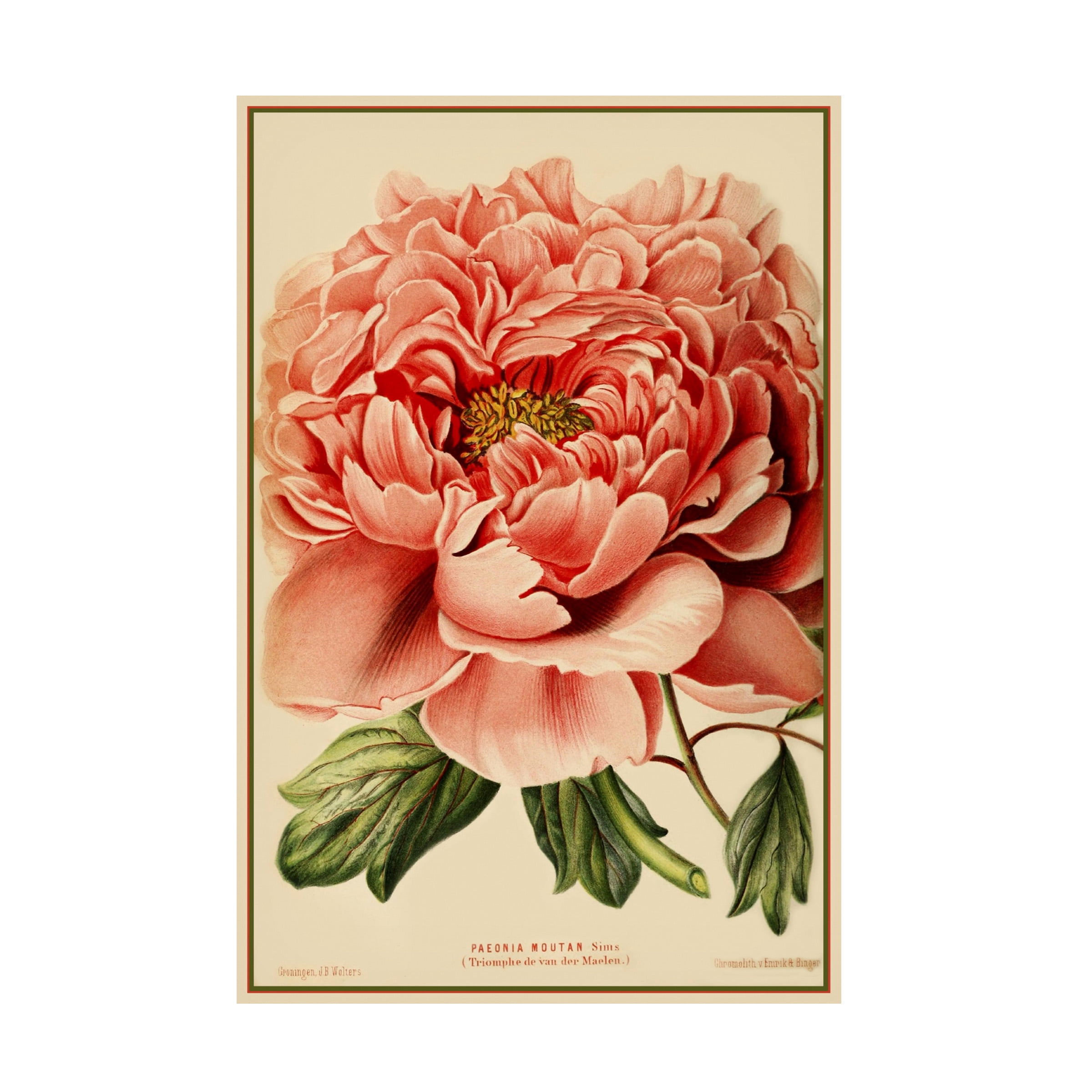 Trademark Fine Art 'Peony' Canvas Art by Vintage Lavoie