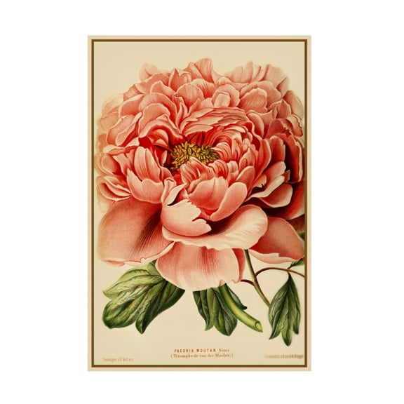 Trademark Fine Art 'Peony' Canvas Art by Vintage Lavoie