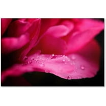 Trademark Fine Art "Peony Drops" Canvas Art by Philippe Sainte-Laudy
