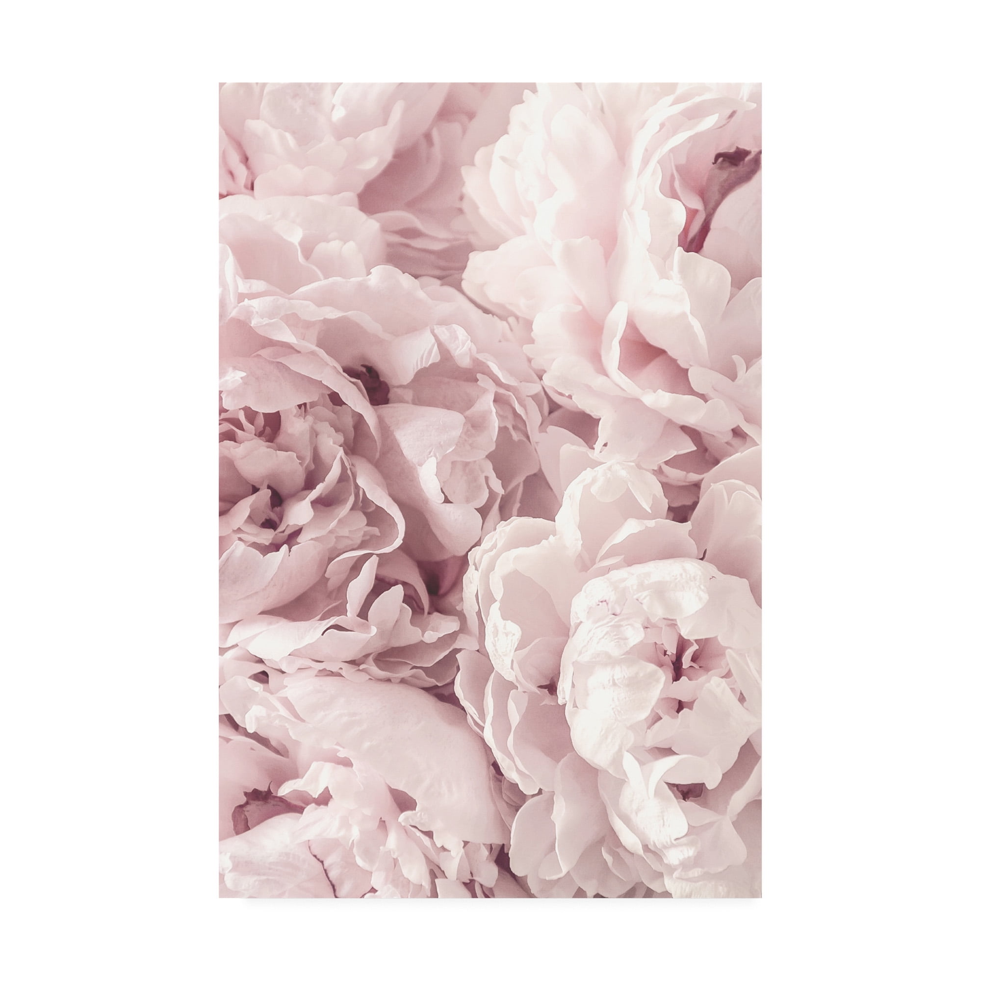 Trademark Fine Art 'Peony Flowers' Canvas Art by PhotoINC Studio