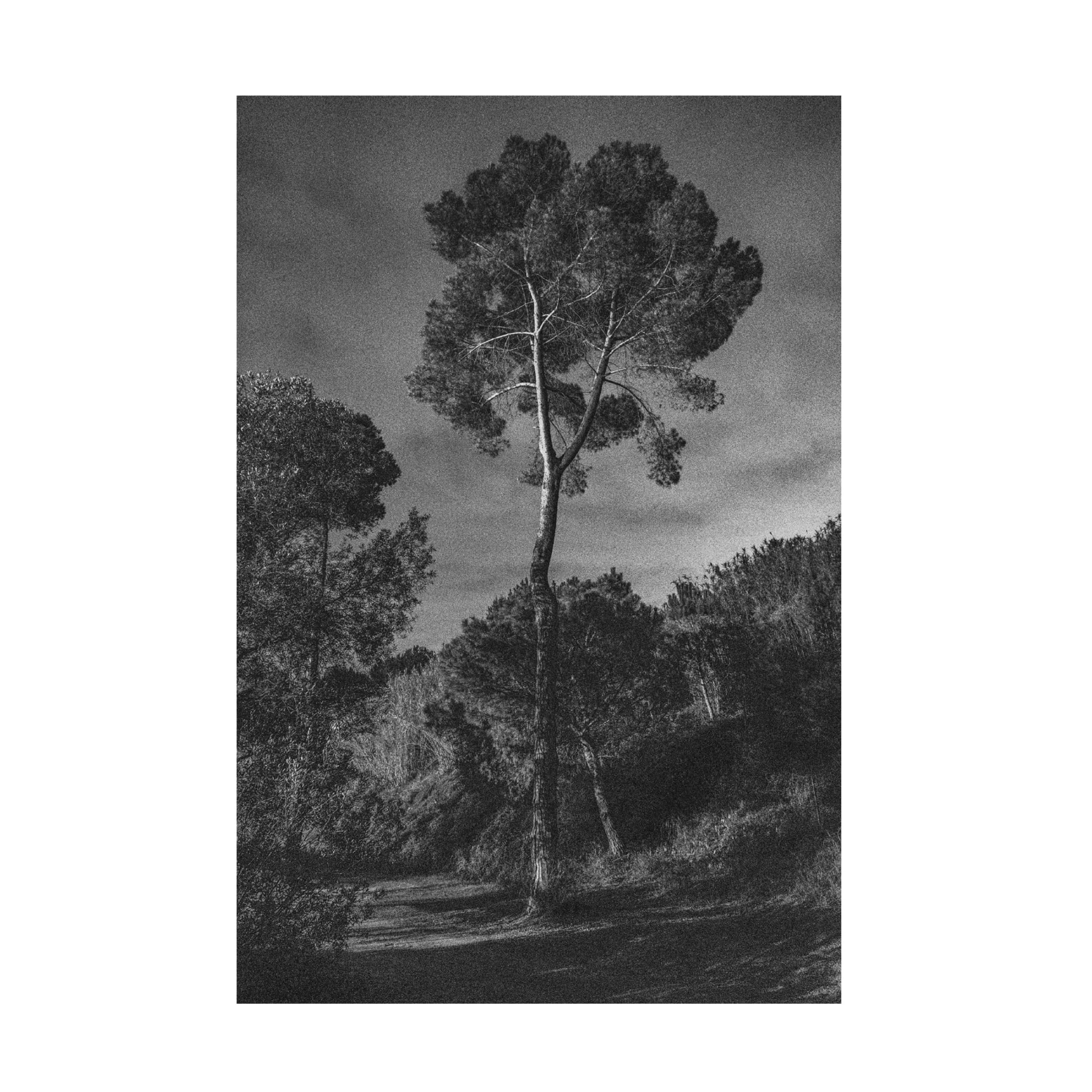 Trademark Fine Art Pepa Aston Arbores Canvas Wall Art
