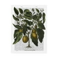 thumbnail image 1 of Trademark Fine Art 'Peppers 6' Canvas Art by Fab Funky, 1 of 3