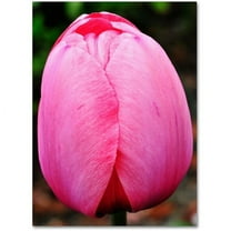 Trademark Fine Art "Perfect Pink Tulip" Canvas Wall Art by Kurt Shaffer