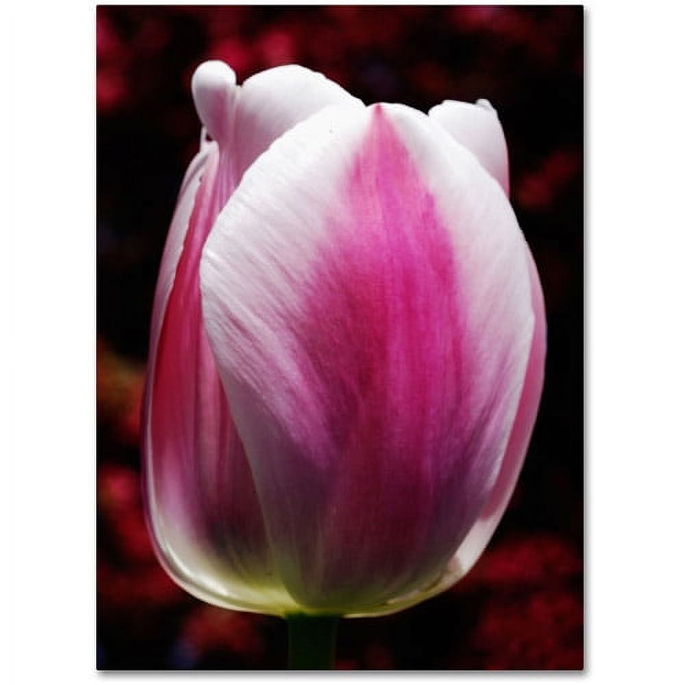 Trademark Fine Art "Perfect Pink and White Tulip" Canvas Wall Art by Kurt Shaffer
