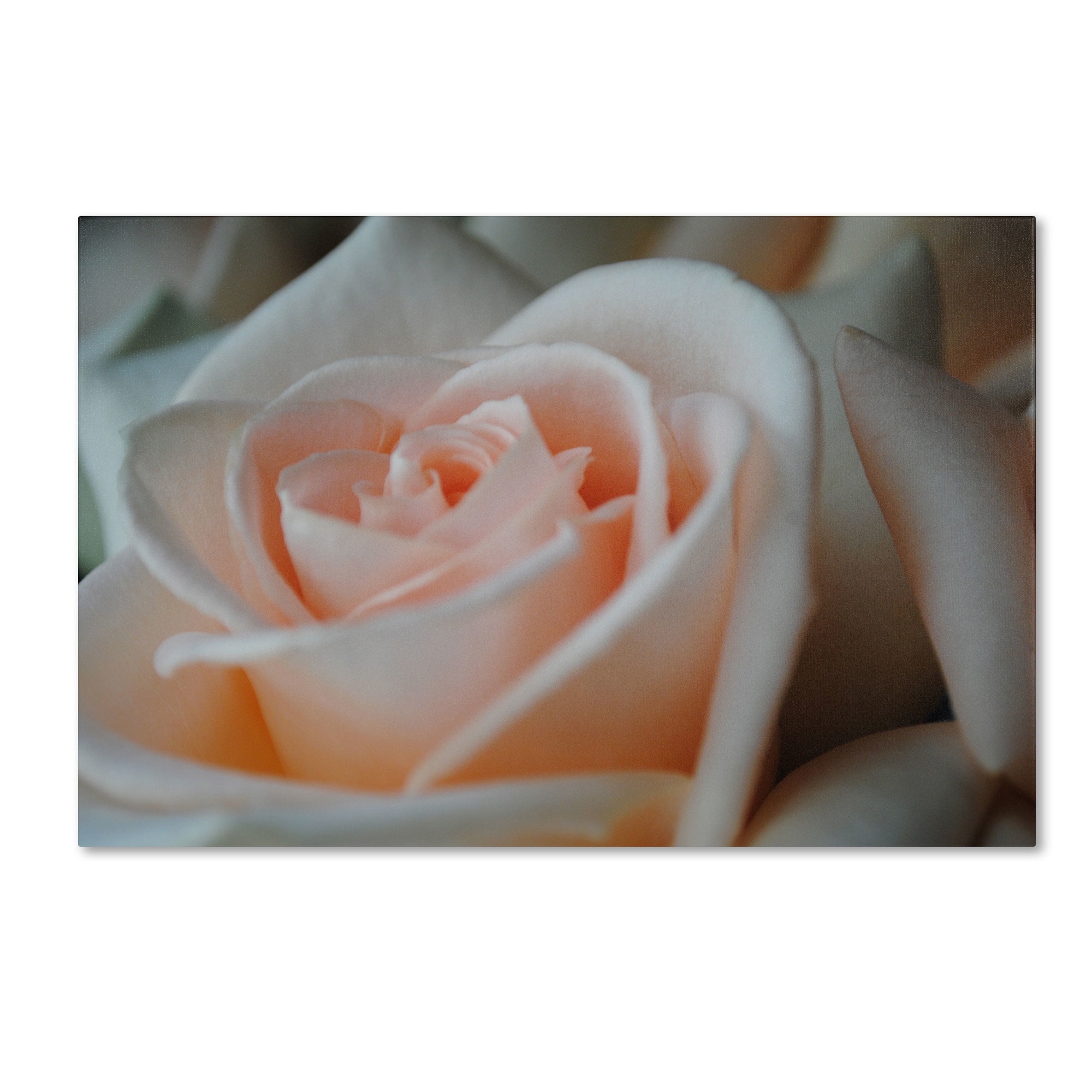 Trademark Fine Art "Perfezione" Canvas Art by Monica Fleet