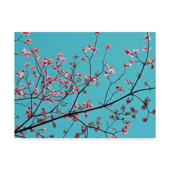 Trademark Fine Art 'Petals & Sky III' Canvas Art by Sharon Chandler