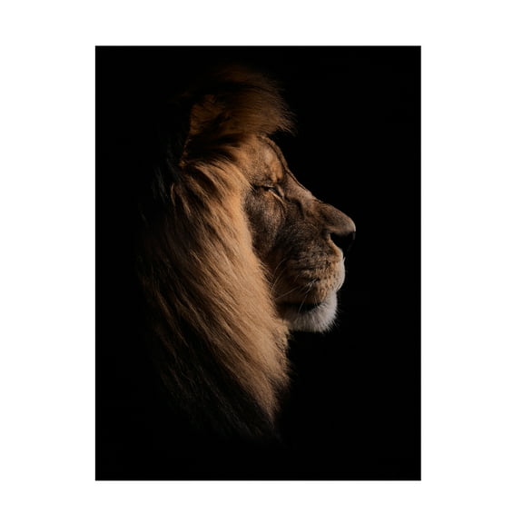 Trademark Fine Art Peter Schade Sleeping King Canvas Wall Art